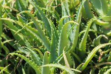 atakonart-aloevera-4603530_640