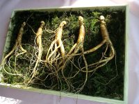 markroad1230-ginseng-641890_640