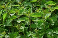 sipa-nettle-785292_640